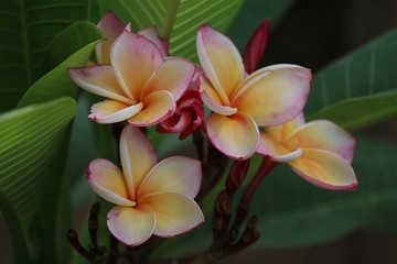 PLANT,  it is beautiful flower that Thai people call LEE-LA-WA-DEE,  like to grow be decorate.
