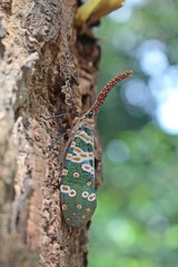 Animal,  the insect is clinging on big tree,   its body has strange design but be beautiful,  Thai people call MANG-NGUANG-CHANG.