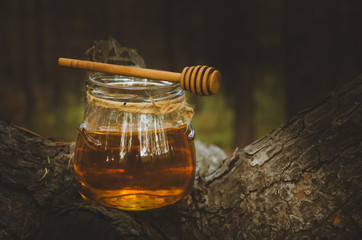 Jar of fresh honey and honey spoon on pine tree in woods.