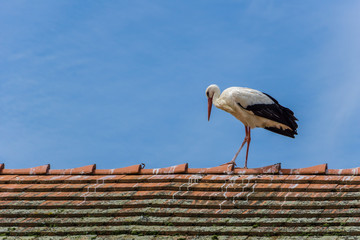 Stork walking on red rooftop with blue sky