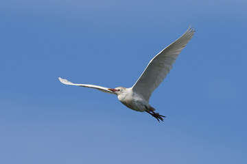 Cattle egret (Bubulcus ibis)