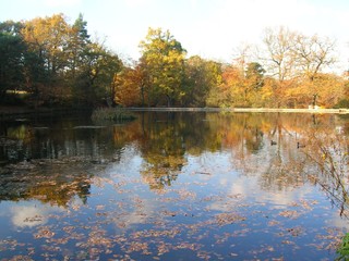 Fototapeta na wymiar English Forest Lake