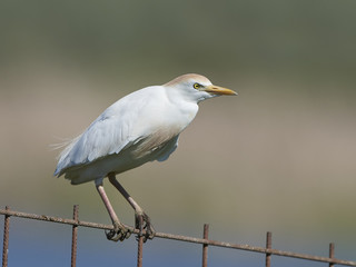 Cattle egret (Bubulcus ibis)
