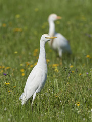 Cattle egret (Bubulcus ibis)
