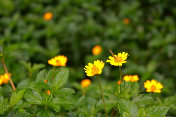 Obraz premium beautiful creeping daisy flowers and butterfly