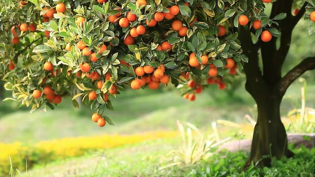 4K Video of orange tree at the garden for farming and tourism