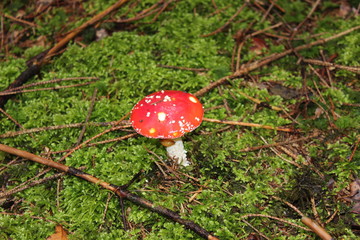 Pilze, Wald, Mushroom, Natur