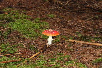 Pilze, Wald, Mushroom, Natur