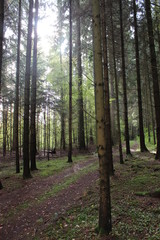 Pilze, Wald, Mushroom, Natur