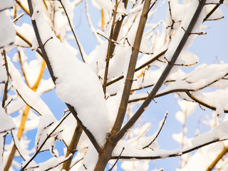 Tree branches covered with snow on sunny day.