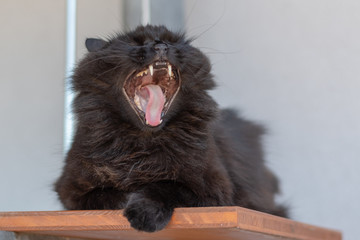 Katze zeigt Zunge und Zähne bei offenem Maul