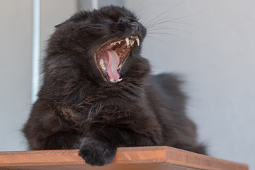 Schwarze Katze mit offenem Maul