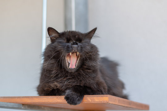 Ge&ouml;ffnetes Maul ainer schwarzen Katze