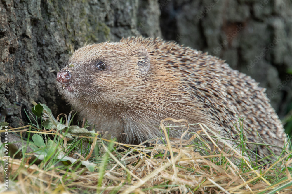 Poster a hedgehog at the base of the tree in search of food. you can see its front teeth in the close up po