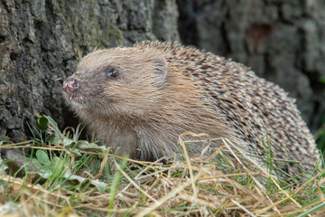A hedgehog at the base of the tree in search of food. You can see its front teeth in the close up portrait