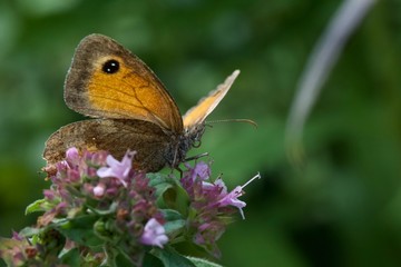 Wall butterfly on a flower