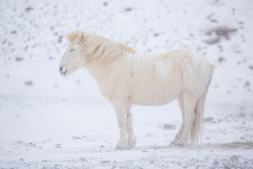 Naklejka na ściany i meble White horse staying during snowy winter day in Iceland.