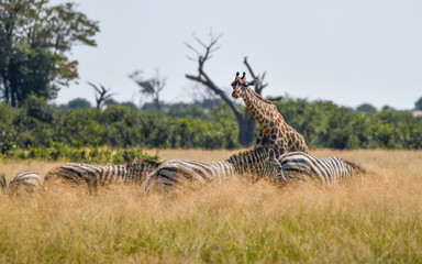 Fototapeta na wymiar Giraffe in Chobe National Park