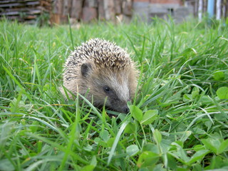 Hedgehog on green grass in daylight - 2 