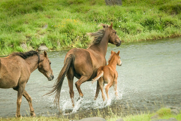 Wild horses mare and foal running across the river in Kaimanawa ranges, Central Plateau, New Zealand