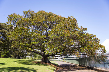 Moreton Bay fig on a walkway in Sydney, Australia