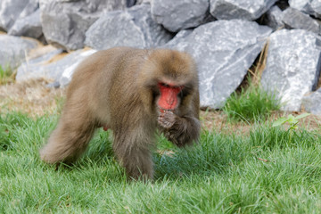 Macaque japonais