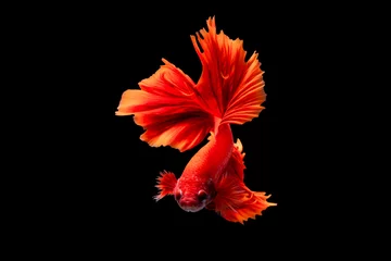 Poster The moving moment beautiful of red siamese betta splendens fighting fish in thailand on black background. Thailand call Pla-kad or biting fish. © Soonthorn