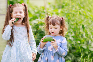 Two little sisters in the greenhouse with harvest of cucumbers