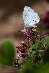 Holly Blue butterfly on Marjoram