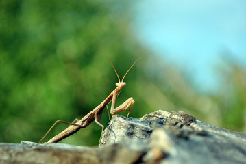 European mantis (Mantis religiosa) female on rough wooden gray background, soft blurry blue sky and trees backdrop