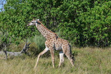 Naklejka na ściany i meble Giraffe in Chobe National Park