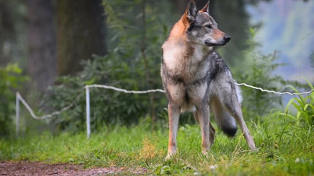Wolfdog staying in summer forest