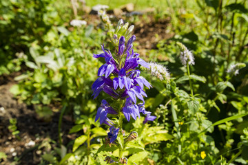 Amazing Blue Flowers Growing In Natural Flower Garden