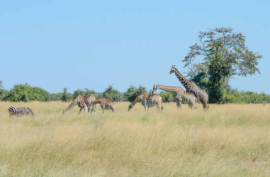Giraffe in Chobe National Park