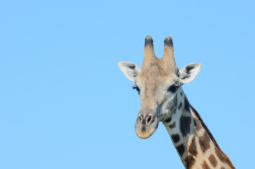 Giraffe in Chobe National Park