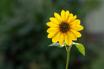Kleine Sonnenblume