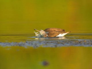 Adult common sandpiper (Actitis hypoleucos)