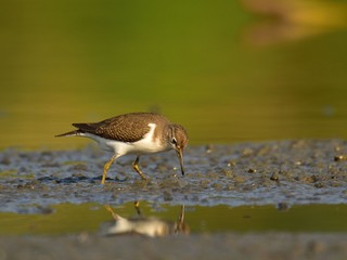 Adult common sandpiper (Actitis hypoleucos)