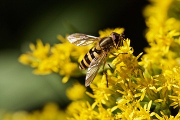 hoverfly on a yellow flower - Golden Rod, Solidago