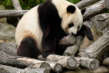 Fototapeta premium Panda escalade 1