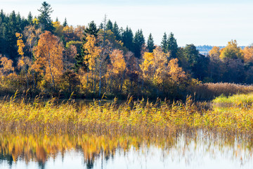 Reed Belt at the forest lake in the autumn