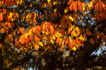 Autumn leaves on a tree