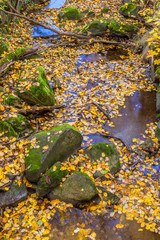 Creek with autumn leaves in a ravine