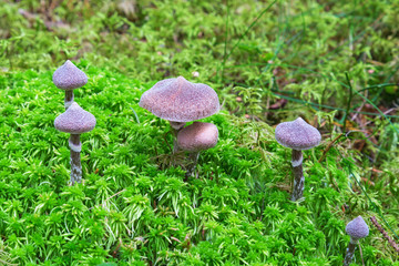 Fungi Cortinarius paleiferus growing in the moss