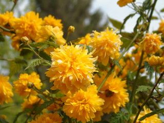 An amazing caption of some spring flowers fom the garden in may with some leaves