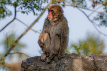 Macaque japonais assis