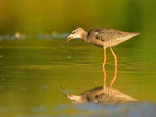 Juvenile spotted redshank (Tringa erythropus)