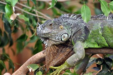 Grüner Leguan