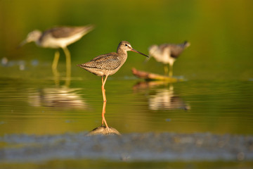 Juvenile spotted redshank (Tringa erythropus)