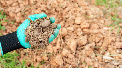 Men holding an organic fertilizer for a plant.